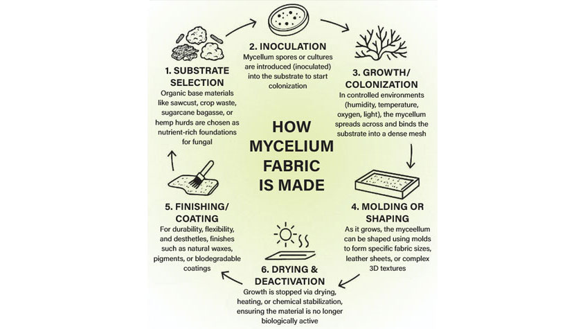 نحوه تولید پارچه زیستی از میسلیوم